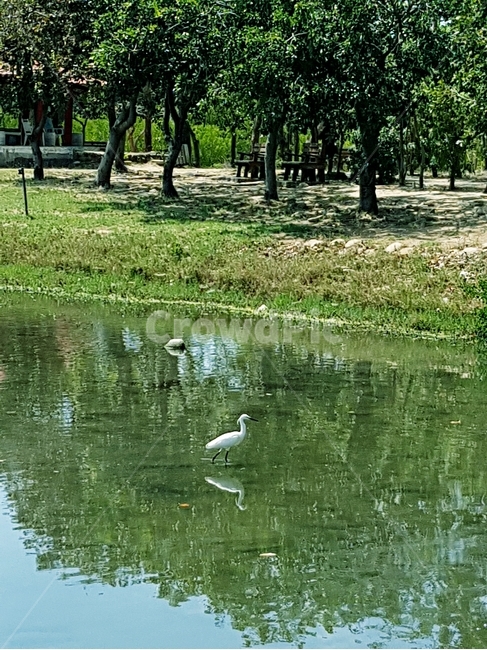 두루미,새,자연,하얀새,나무,자연,풍경,nature,landscape,동물,animal,조류,새,birds,water,물,bird,outdoors,옥외,land,땅