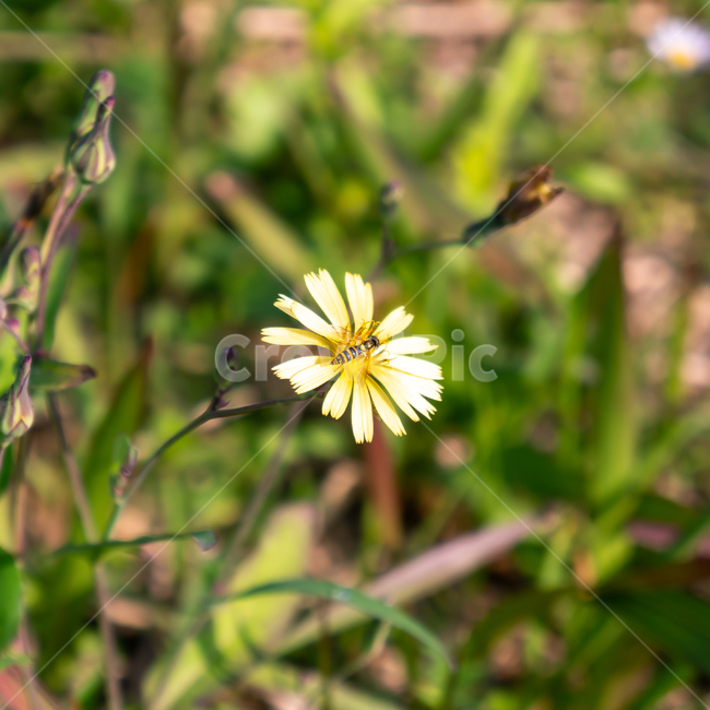 필드,꿀벌,벌,노랑,잔디,근접촬영,녹색,꽃,아름다운,자연,식물,자연,plants,nature,꽃,flower