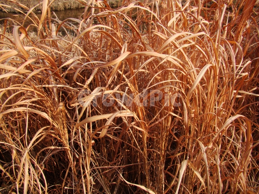 가을,갈대,공원,계절,산,식물,자연,plants,nature