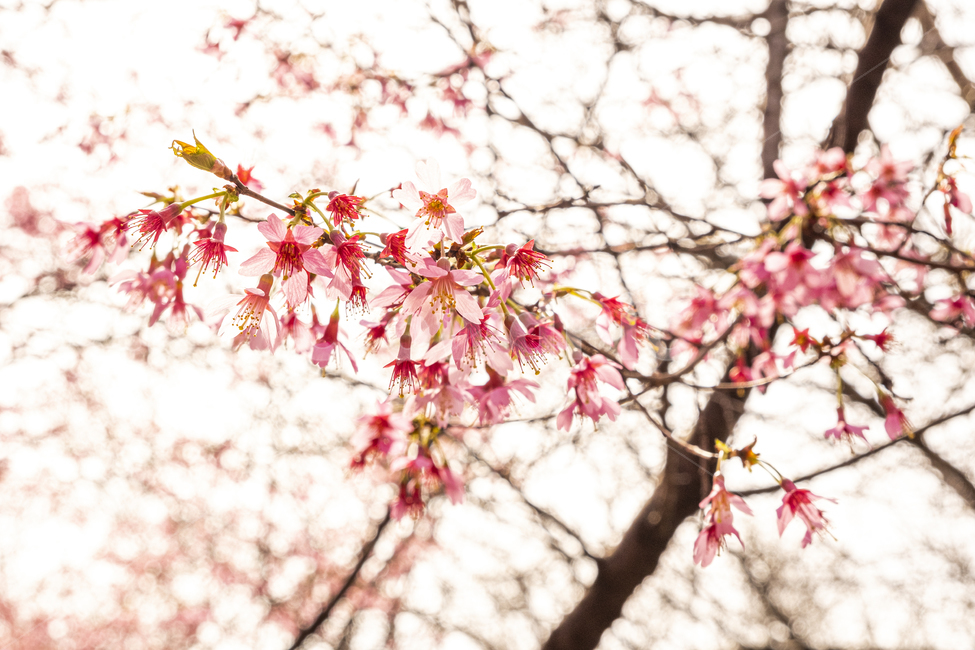 plant,식물,blossom,꽃,flower,확대,봄,벚꽃,핑크,화이트,나무,햇빛,빛,화사한,closeup,spring,cherry,bloom,pink,tree,sun,light,식물,자연,plants,nature,꽃,flower