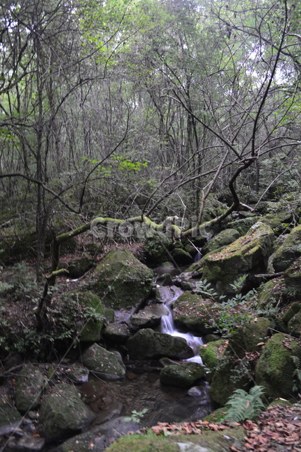 계곡,이끼계곡,자연,산,숲속,자연,풍경,nature,landscape,water,물,outdoors,옥외,creek,작은 만,stream,흐름
