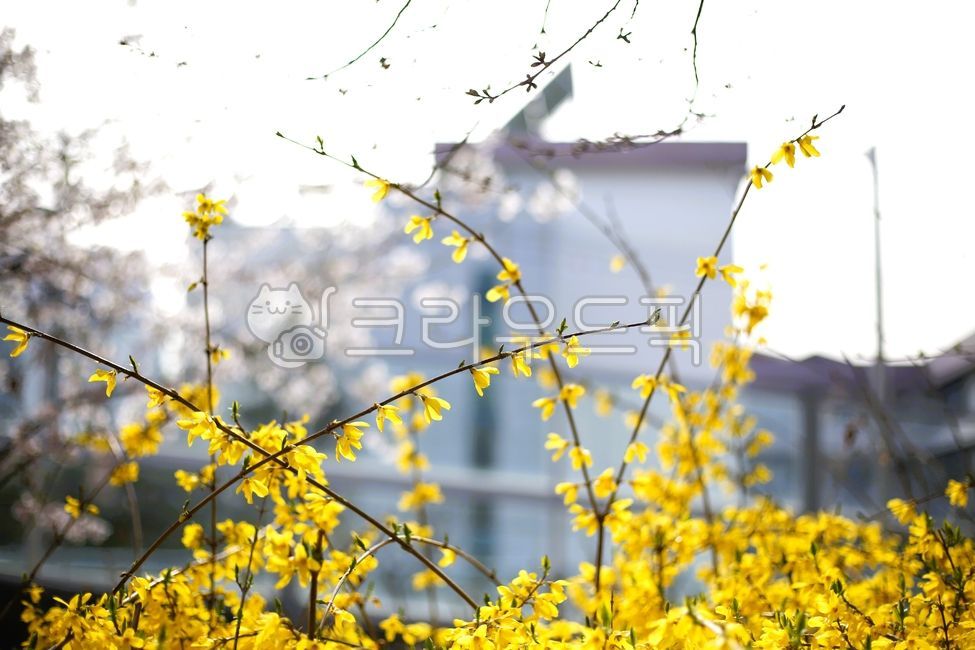 Forsythia,spring flower,forsythia flower,yellow flower,flower that blooms in spring,pretty flower,spring,flower