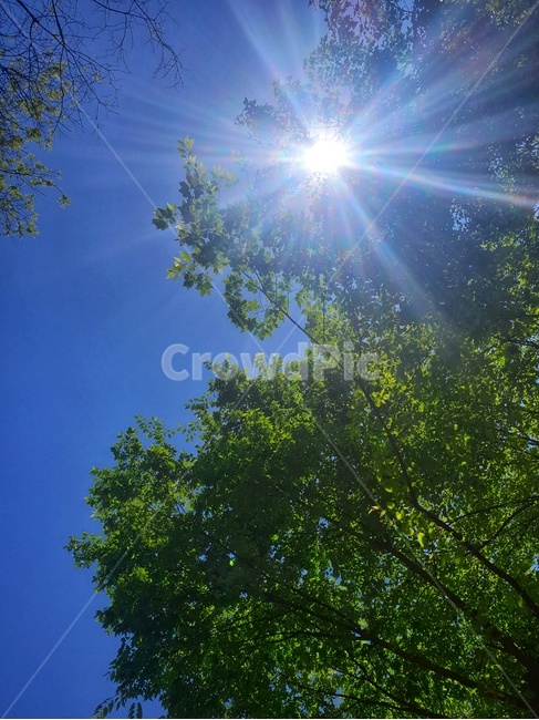 flare,플레어,light,빛,sunlight,햇빛,tree,나무,자연,태양