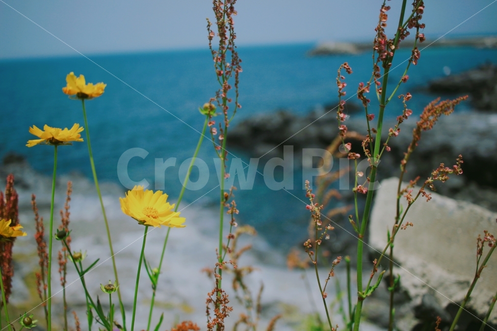 제주도,바다,제주바다,꽃,바닷가,제주,여행,식물,자연,plants,nature,꽃,flower,감성,sensible,feeling