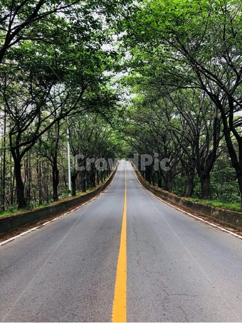 도로,벚꽃길,숲,드라이브,힐링,자연,풍경,nature,landscape,식물,plants,나무,trees,wood,road,highway,고속도로,freeway,고속 도로