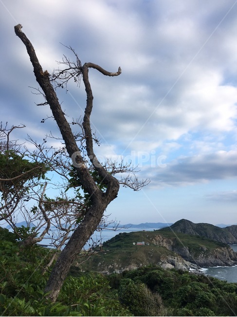 나무,일출,바다,섬,태양,sunrise,sea,파도,해변,자연,풍경,nature,landscape,island,구름,하늘,자연,풍경,nature,landscape,식물,plants,나무,trees,wood,land,땅,outdoors,옥외,tree,plant