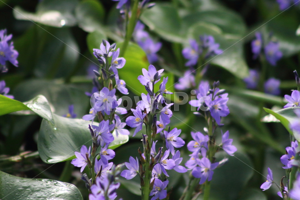 물옥잠,우구화,꽃,식물,korsakowmonochoria,식물,자연,plants,nature,꽃,flower