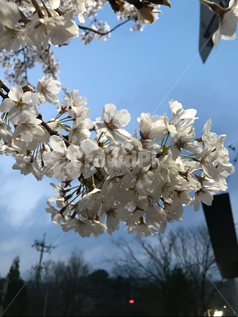 벚꽃,꽃,벚꽃나무,봄,예쁜꽃,flower