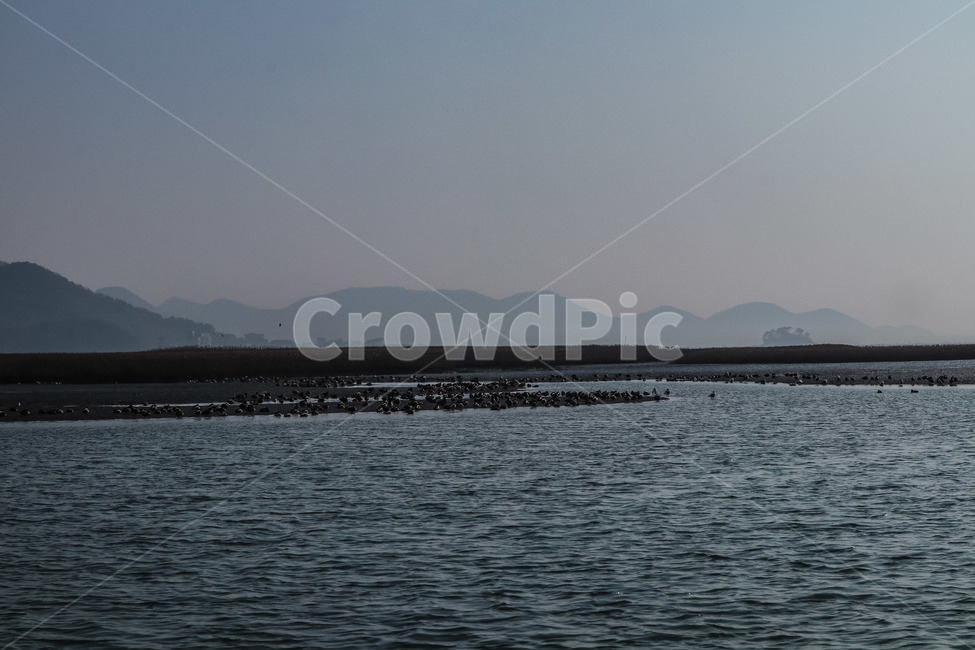 순천만습지,강,바다,하늘,풍경,자연,풍경,nature,landscape