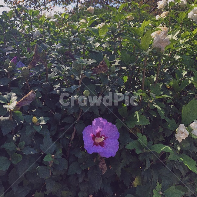 무궁화,꽃,식물,나무,감성,식물,자연,plants,nature,꽃,flower