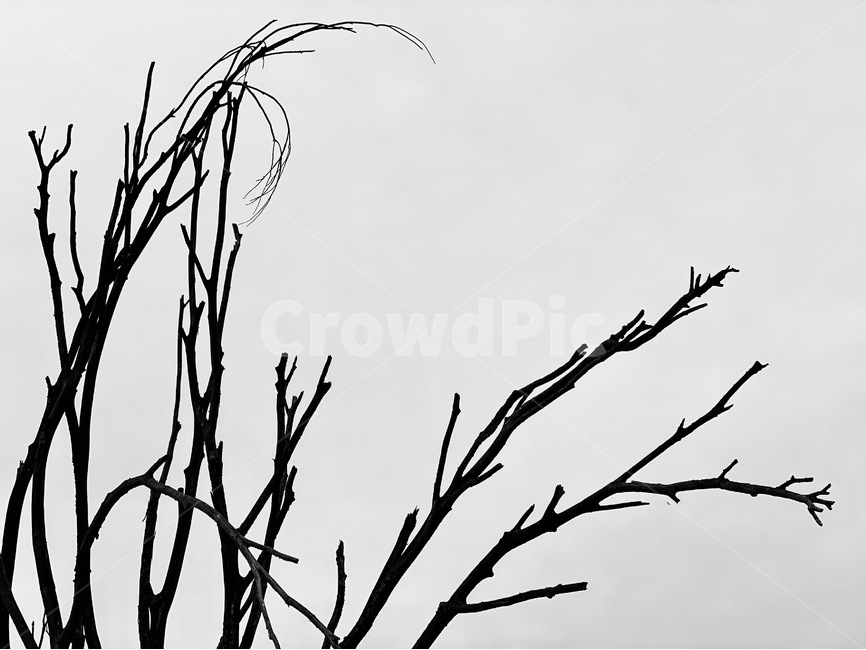 흑백,나무,식물,tree,나무가지,식물,자연,plants,nature