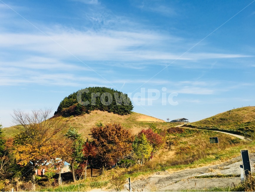 산,언던,서산목장,목장,나무,모듬,하늘,자연,풍경,nature,landscape,한국자연풍경,한국자연경관,korea nature landscape,outdoors,옥외,grassland,목초지,field,들