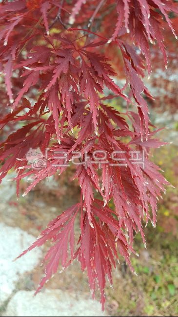 단풍,공작단풍,나뭇잎,식물,tree