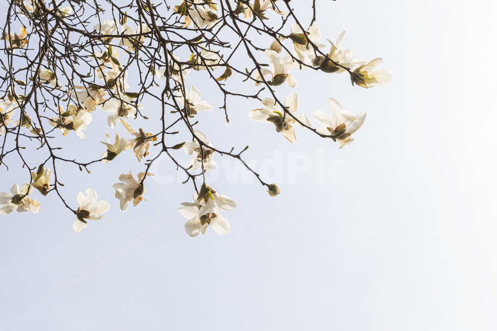 plant,식물,flower,꽃,blossom,봄,나무,벚꽃,화이트,하늘,햇빛,빛,tree,branch,spring,white,sun,light,sky
