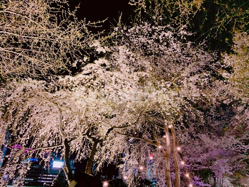 벚꽃,야경,조명,밤산책,호수