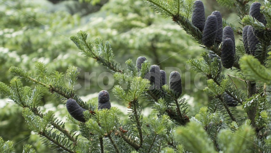 식물,자연,열매,아침,꽃,나무,이슬,촉촉함,고요함,풍경,nature,tree,landscape,morning,flower,녹색,초록,남색,green,navy,식물,자연,plants,nature