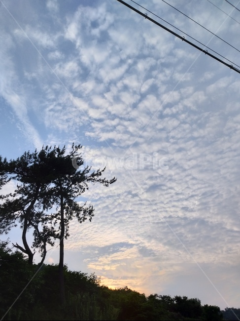 하늘,구름,나무,sky,cloud