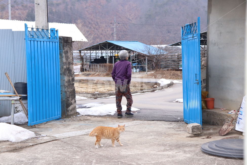 고양이,시골고양이,마당고양이,길고양이,할머니,노인,치즈코숏,코리아숏헤어,cat,반려묘,반려동물