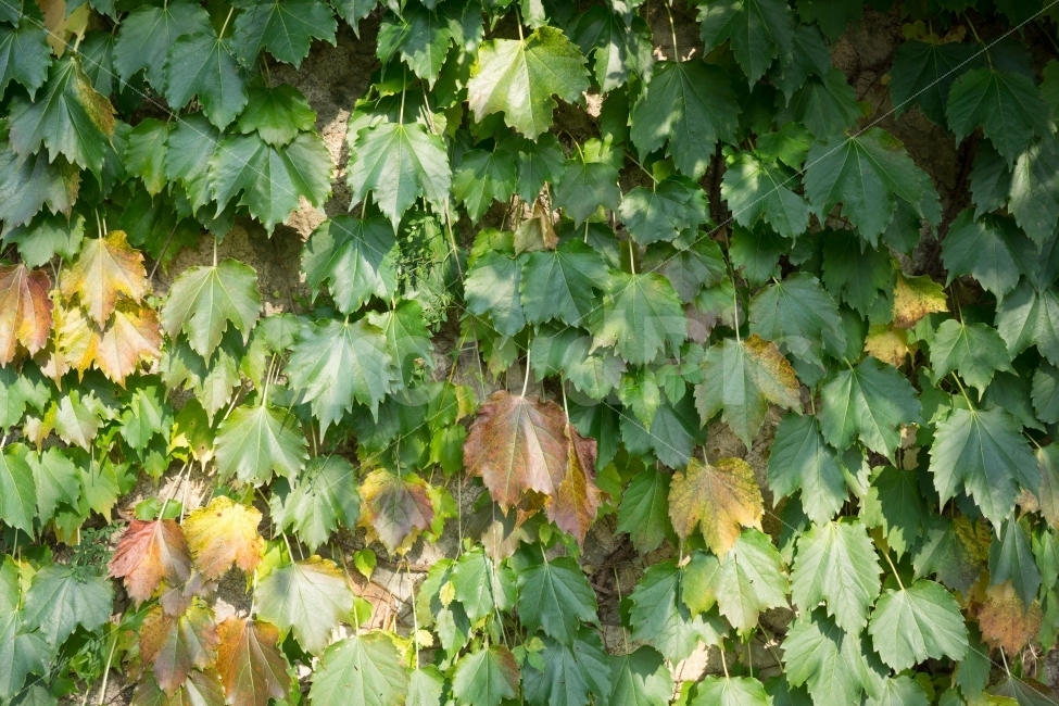 담쟁이,pattern,패턴,식물,green,plants,자연,식물,자연,plants,nature