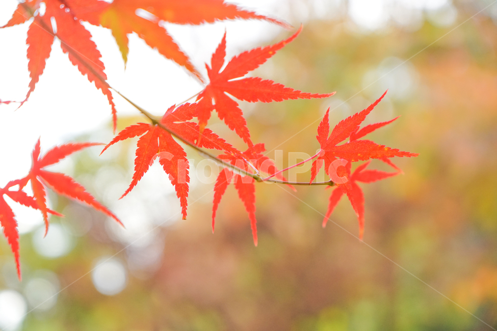 단풍,가을,물단풍,나무,계절,추색,단풍잎,잎새,가을,계절,fall,autumn,season,leaf,잎,plant,식물,tree
