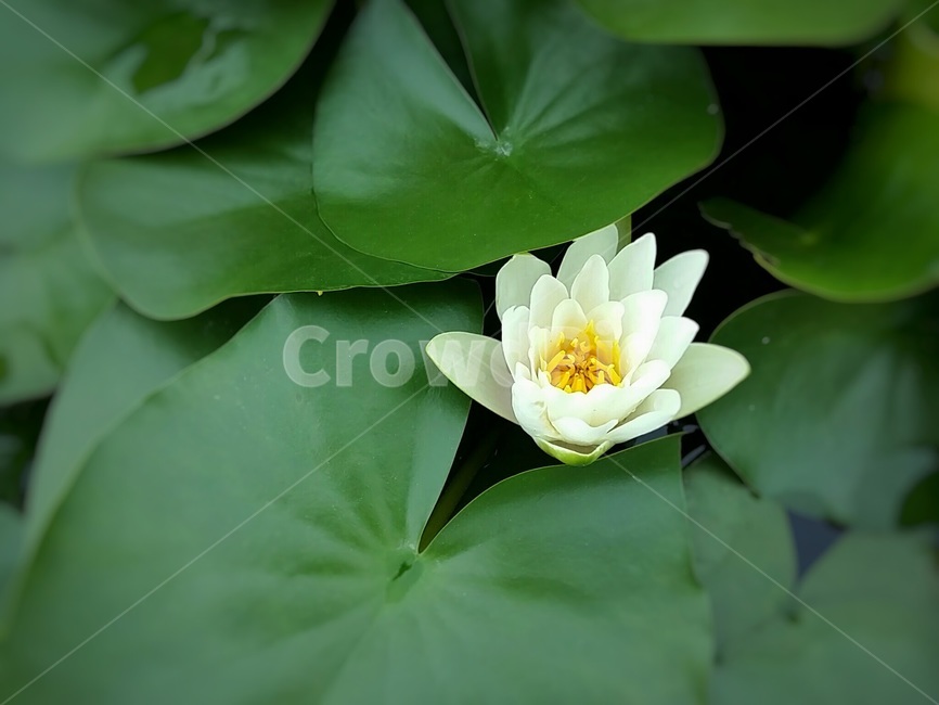 자연,nature,꽃,flower,힐링,휴식,계절,수련꽃,수련,물가,흰색,잔잔함,lotusflower,water,꽃구경