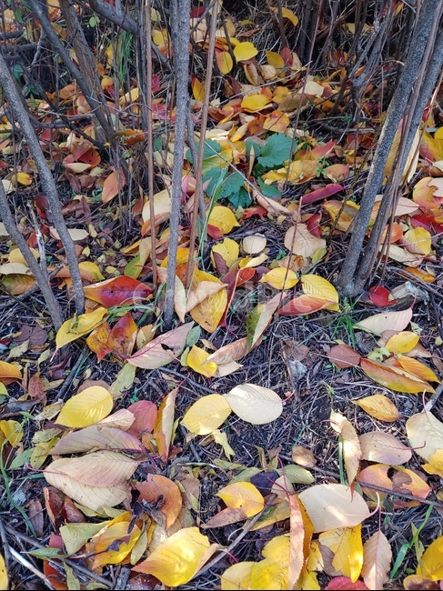 잎,가을,낙엽,식물,바닥,가을,계절,fall,autumn,season