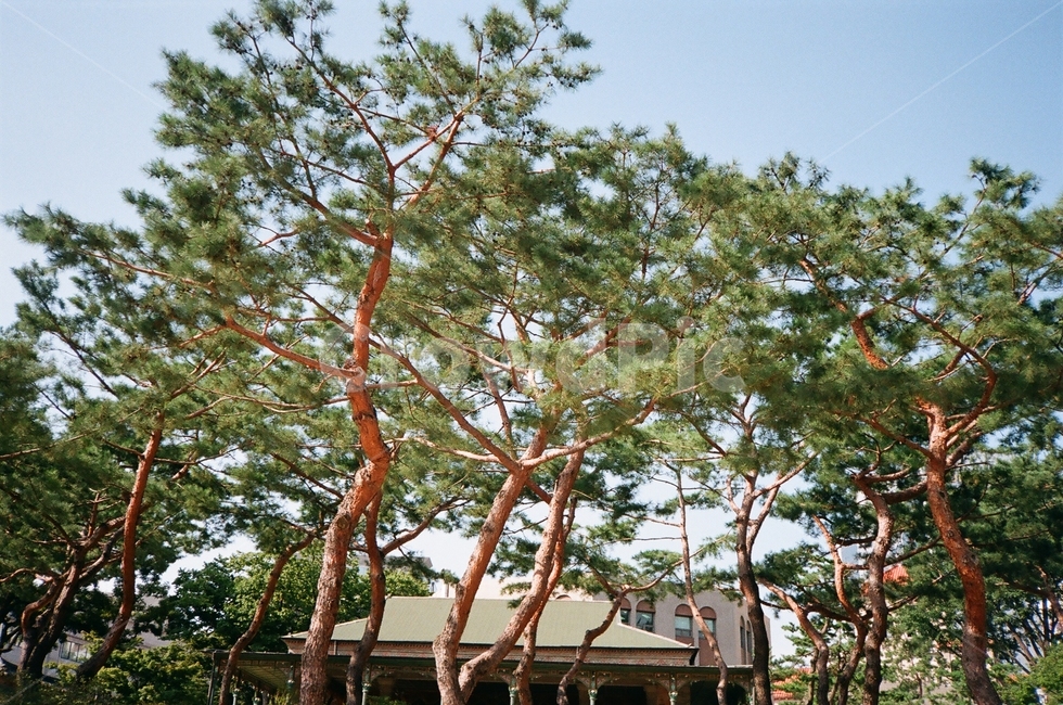 덕수궁,정관헌,궁,소나무,한국,여름,palace