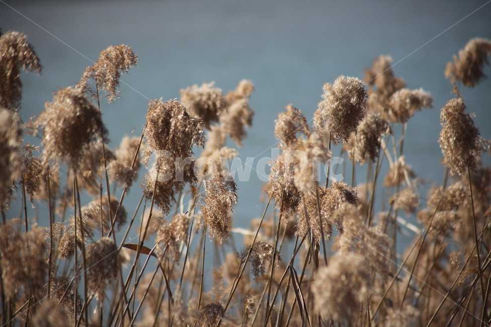 식물,풀,잡초,갈대,commonreed,겨울갈대,가을,계절,fall,autumn,season,식물,자연,plants,nature,grass,잔디,plant,lawn,reed