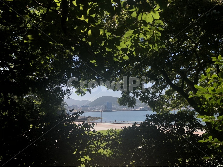 풍경,자연,바다,그린,초록,자연,풍경,nature,landscape,tree,나무,plant,식물,leaf,잎,tree trunk,나무 줄기