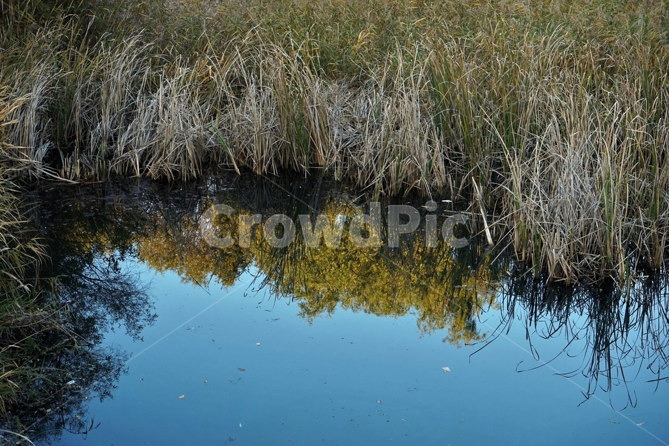 가을,늦가을,연못,반영,자연,autumn,landscape,pond,reflection,blue,water,plant,mirror,거울,갈대,자연,풍경,nature,landscape,land,땅,outdoors,옥외,물,grass,잔디,식물