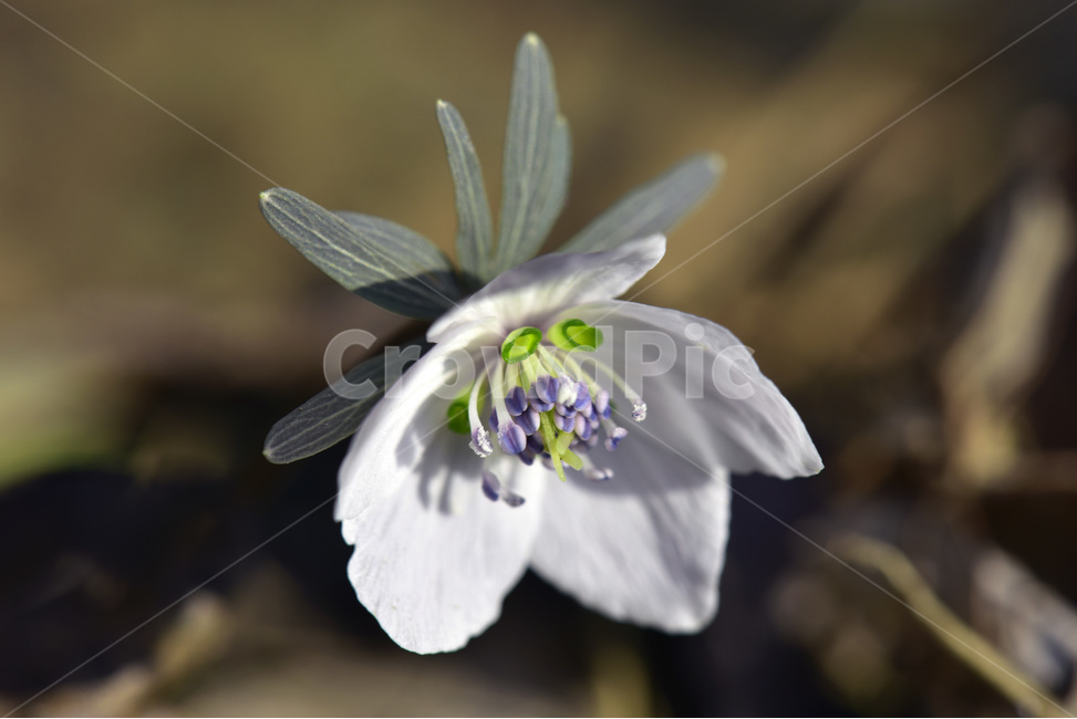 바람꽃,야생화,들꽃,이른봄,흰색,식물,자연,plants,nature,꽃,flower
