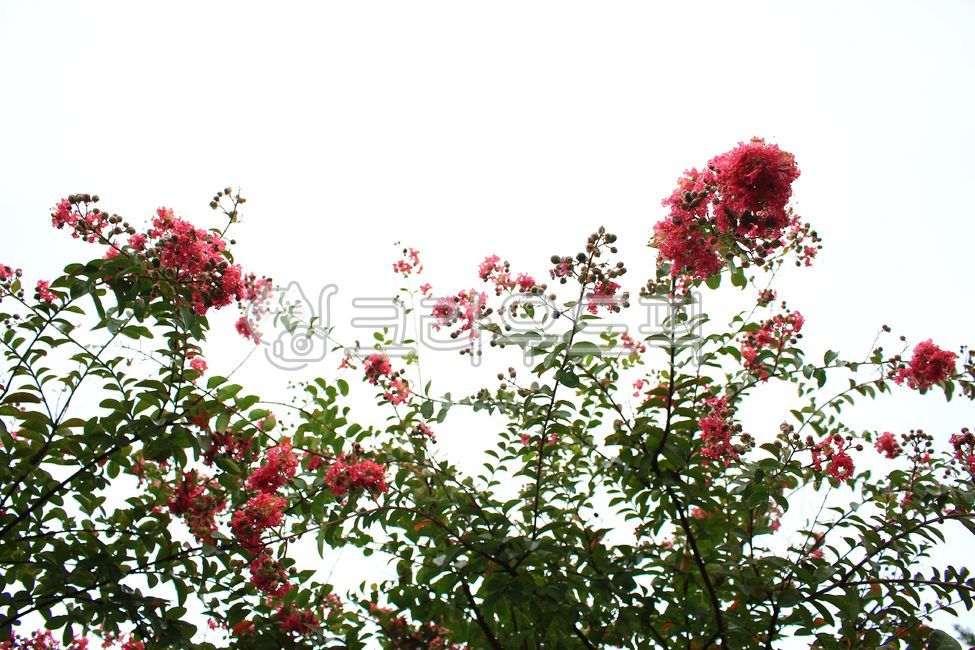 crape myrtle forest,natural sensibility,flower sensibility,flower background,crepe myrtle,crape myrtle flower