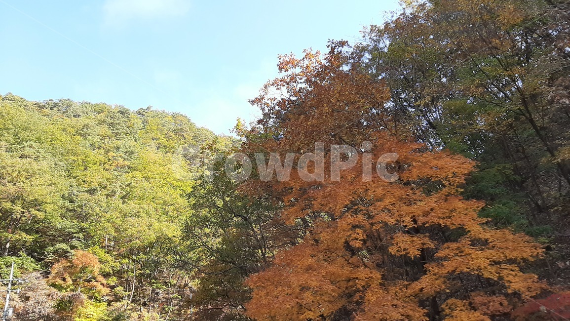 가을풍경,단풍,산행,나무,하늘,숲,풍경,자연,tree,식물