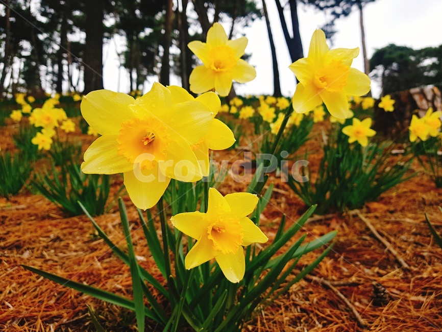 수선화,노란꽃,봄꽃,봄꽃축제,수선화축제,narcissus,봄,spring,꽃축제,식물,자연,plants,nature,꽃,flower
