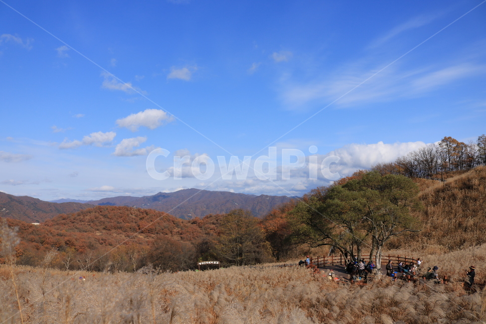 자연풍경,가을산,nature,자연,outdoors,옥외,억새,가을,풍경,하늘,구름,산,식물
