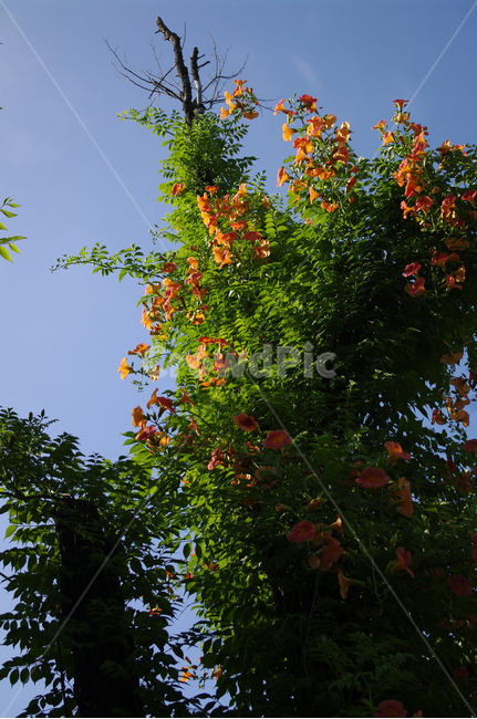 능소화,꽃,식물,flower,plant,식물,자연,plants,nature,꽃,flower