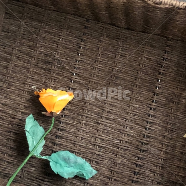 plant,식물,꽃,장미,rose,flower,꽃,flower