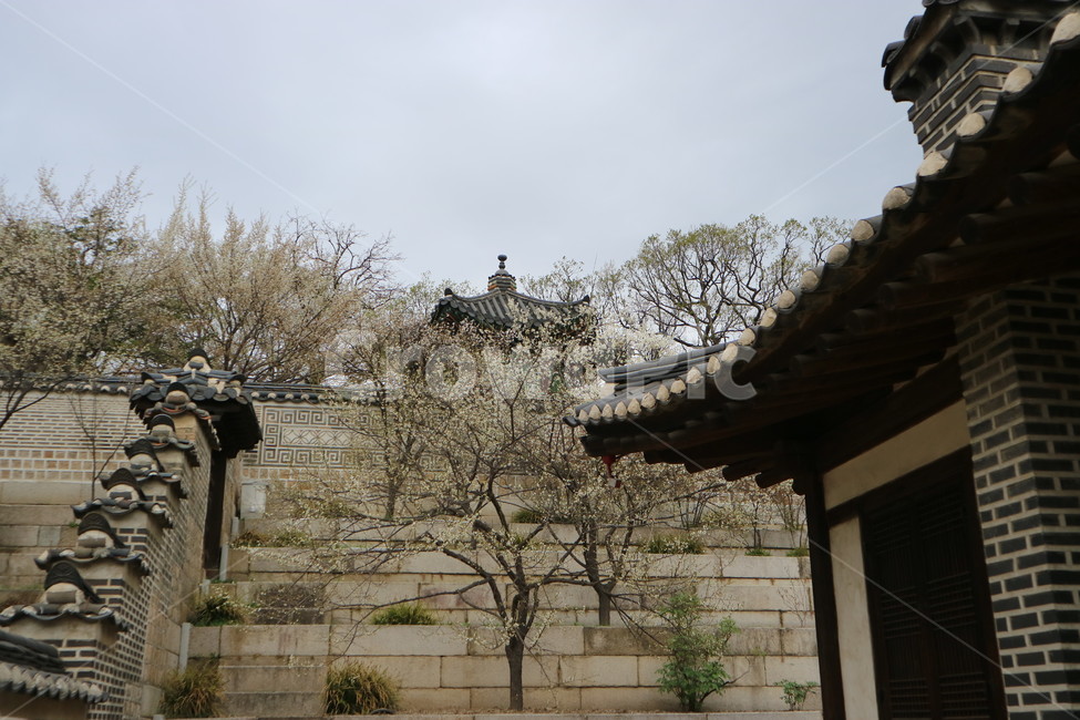창덕궁,봄,벚꽃,풍경,궁궐,전통,꽃,봄,계절,spring,season,한국전통,한국문화,korean traditional,korean culture,건축물,건물외관,exterior,building,structure,architecture,construction