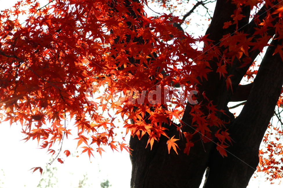 단풍,단풍나무,나무,가을,자연,가을,계절,fall,autumn,season,식물,자연,plants,nature,나무,trees,wood,leaf,잎,plant,tree,maple