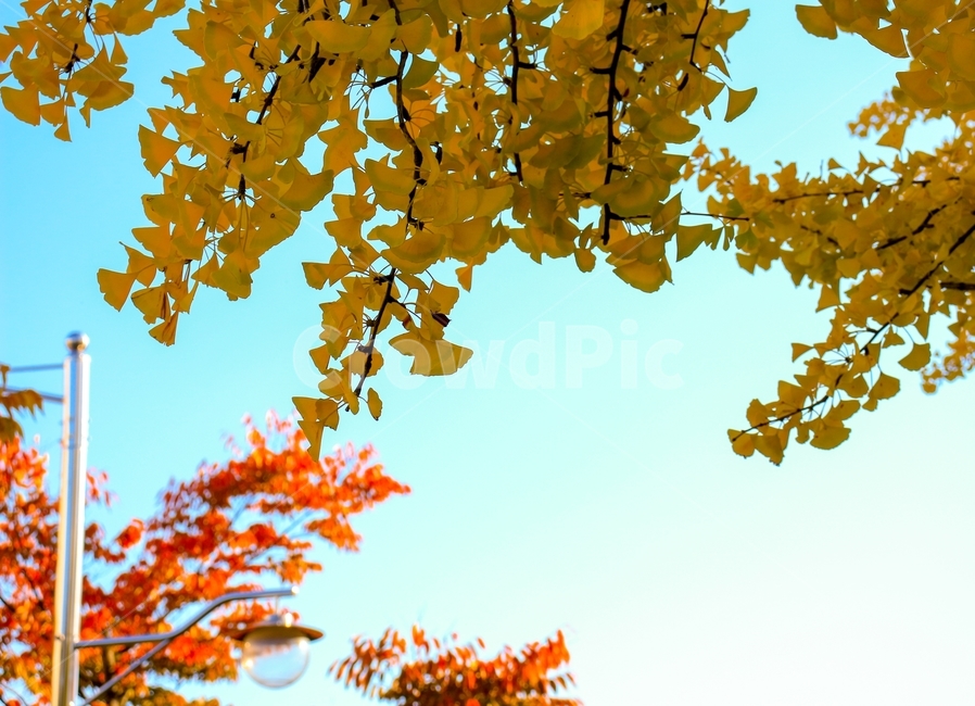 가을,단풍,은행잎,하늘,나무,자연,풍경,가을,계절,fall,autumn,season,plant,식물,leaf,잎,tree