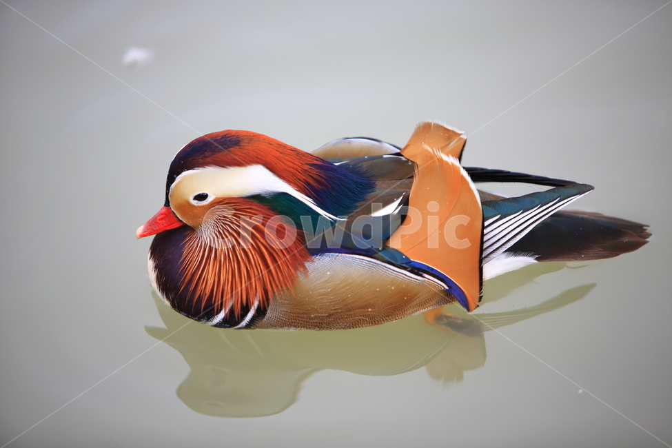 원앙,조류,새,자연,풍경,철새,동물,animal,조류,새,birds