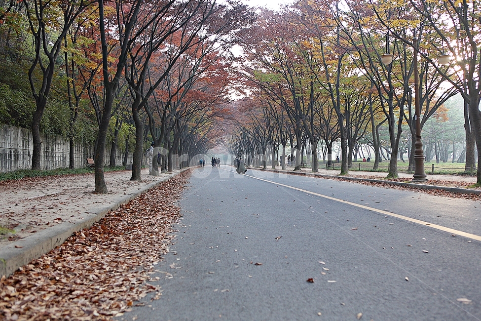 길,단풍길,조깅,사람,단풍,낙엽,산책로,로드,식물,자연,풍경,인천대공원,안개,가을,계절,fall,autumn,season,자연,풍경,nature,landscape,asphalt,아스팔트,plant,tree,나무