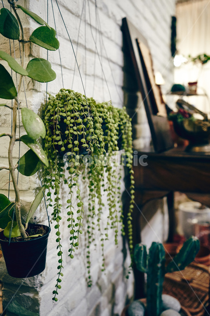 plant,식물,초록,감성사진,화분
