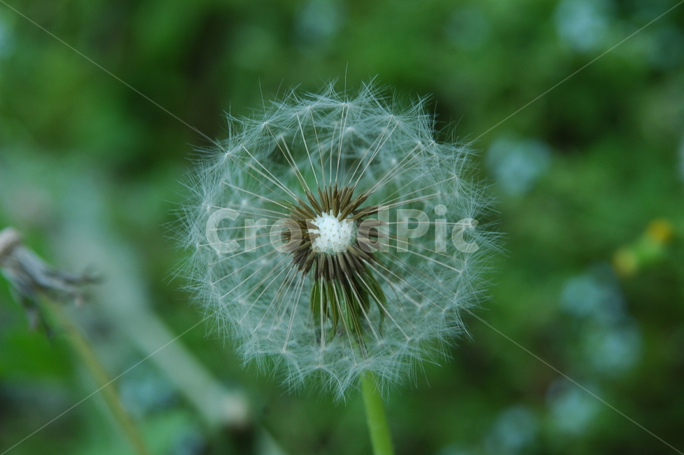 민들레,홀씨,바람,산들,꽃,여름,자연