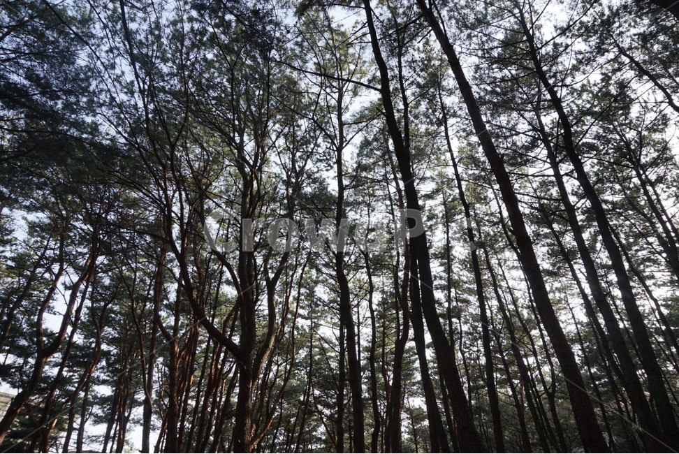 나무,숲,풀,수풀,공원,산,등산,우거진,우거진숲,식물,울창하다,울창함,울창,나무가지,자연,풍경,nature,landscape,식물,plants,나무,trees,wood,휴식,힐링,rest,relaxation,healing,tree,plant