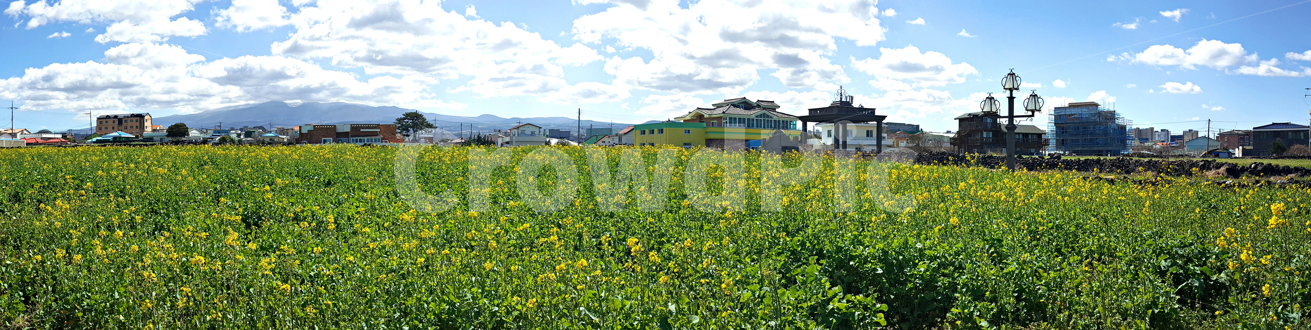 유채꽃,유채,꽃,flower,식물,plant,outdoors,옥외,들,field