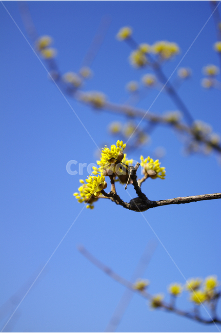 산수유,나무,하늘,파란하늘,꽃봉오리,봄,봄날,봄풍경,봄꽃,감성,spring,flower,봄나들이,식물,노란색,봄,계절,spring,season,식물,자연,plants,nature,꽃,flower,plant
