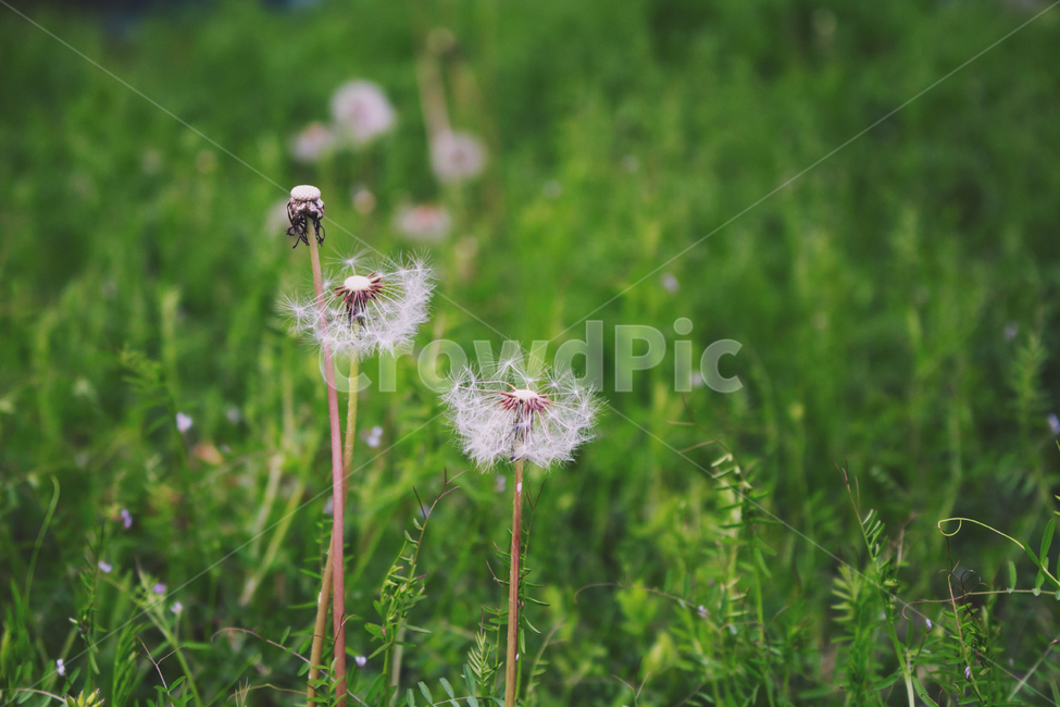 민들레꽃,홀씨,흰색,식물,꽃,plant,flower,dandelion,식물,자연,plants,nature,꽃,flower
