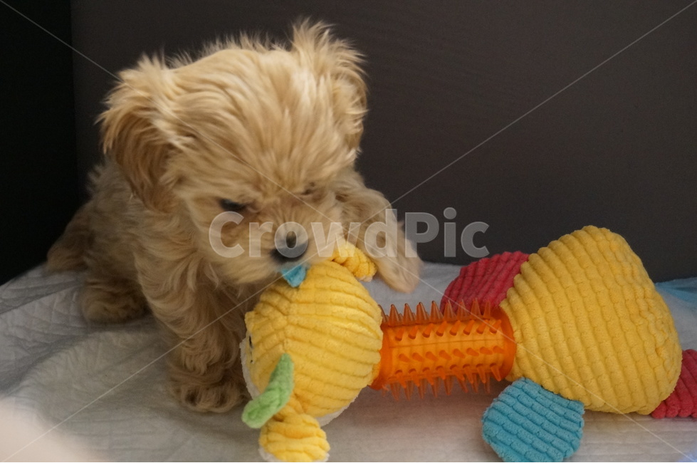 강아지,말티푸,말티즈,퍼피,애견,애견사업,puppy,maltipoo,동물,animal,포유류,mammal,개,강아지,dog,doggy