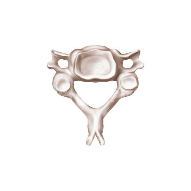 메디컬,medical,png,일러스트,메디컬일러스트,해부학,anatomy,bone,척추,디스크,경추체,누끼,remove background